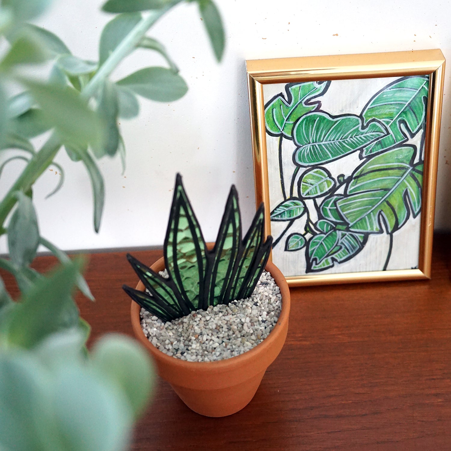 Sanseveria