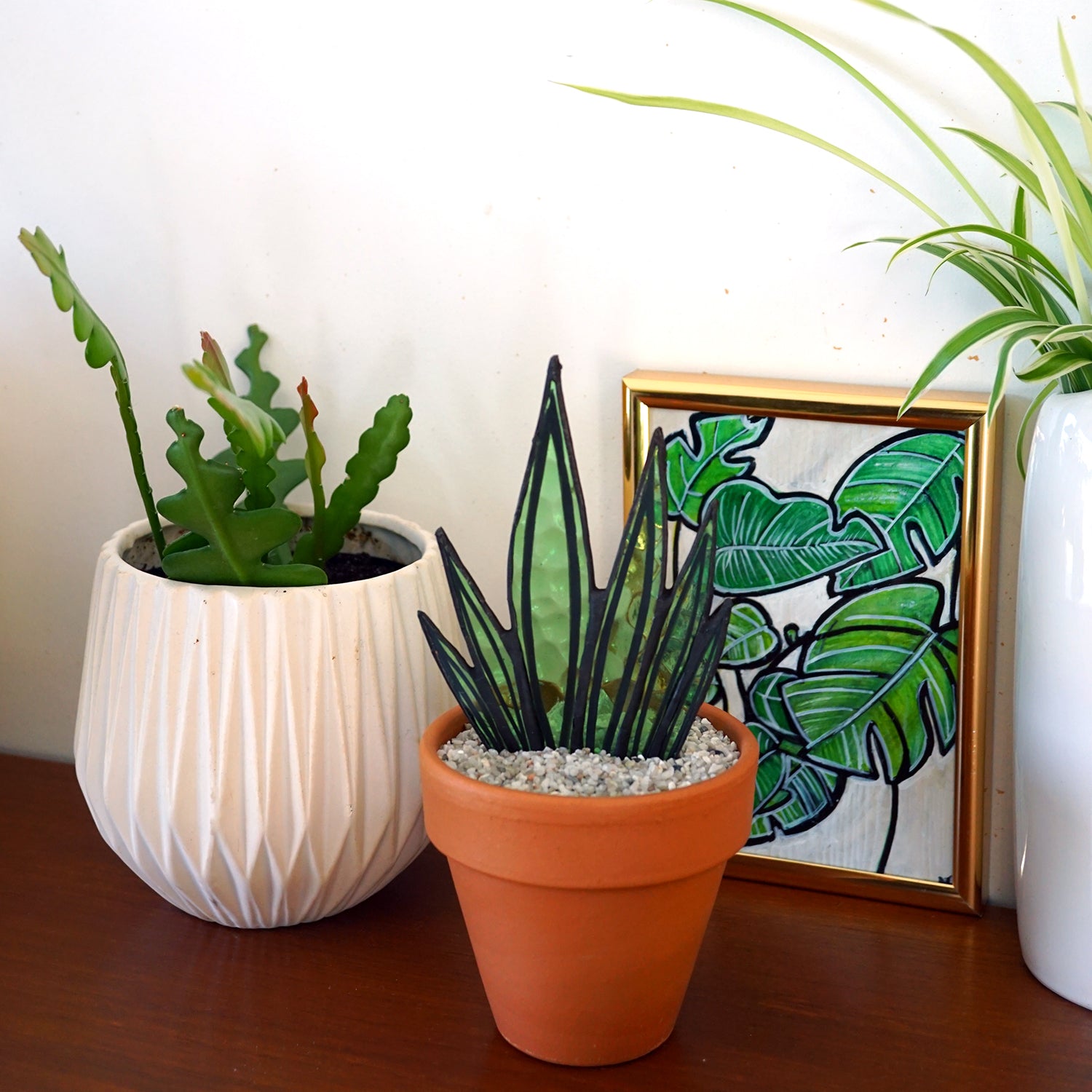 Sanseveria