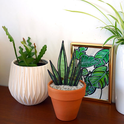 Sanseveria