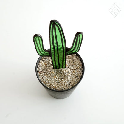 Cactus In Glas - Cactussen