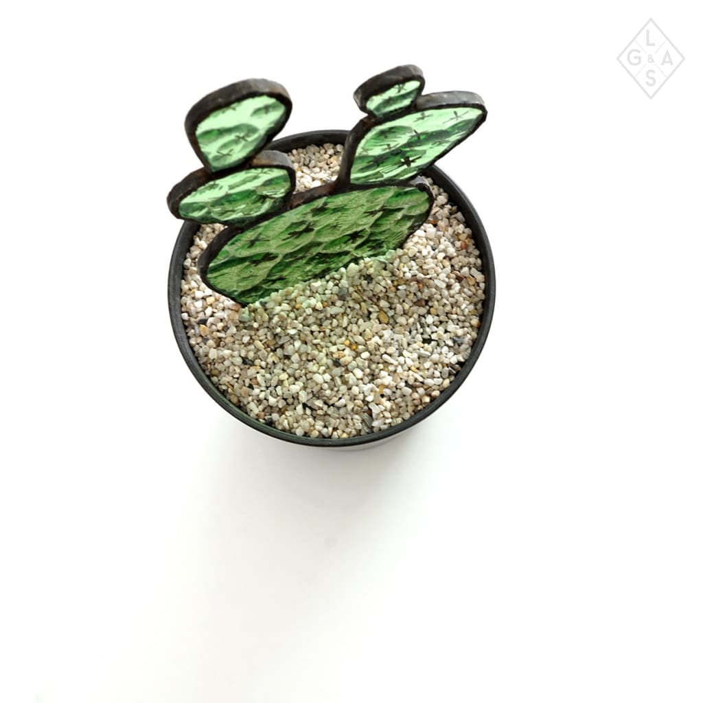 Cactus In Glas - Cactussen