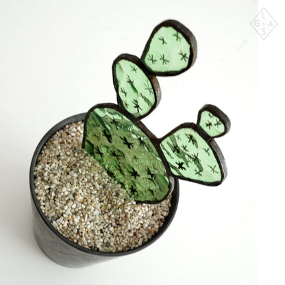 Cactus In Glas - Cactussen