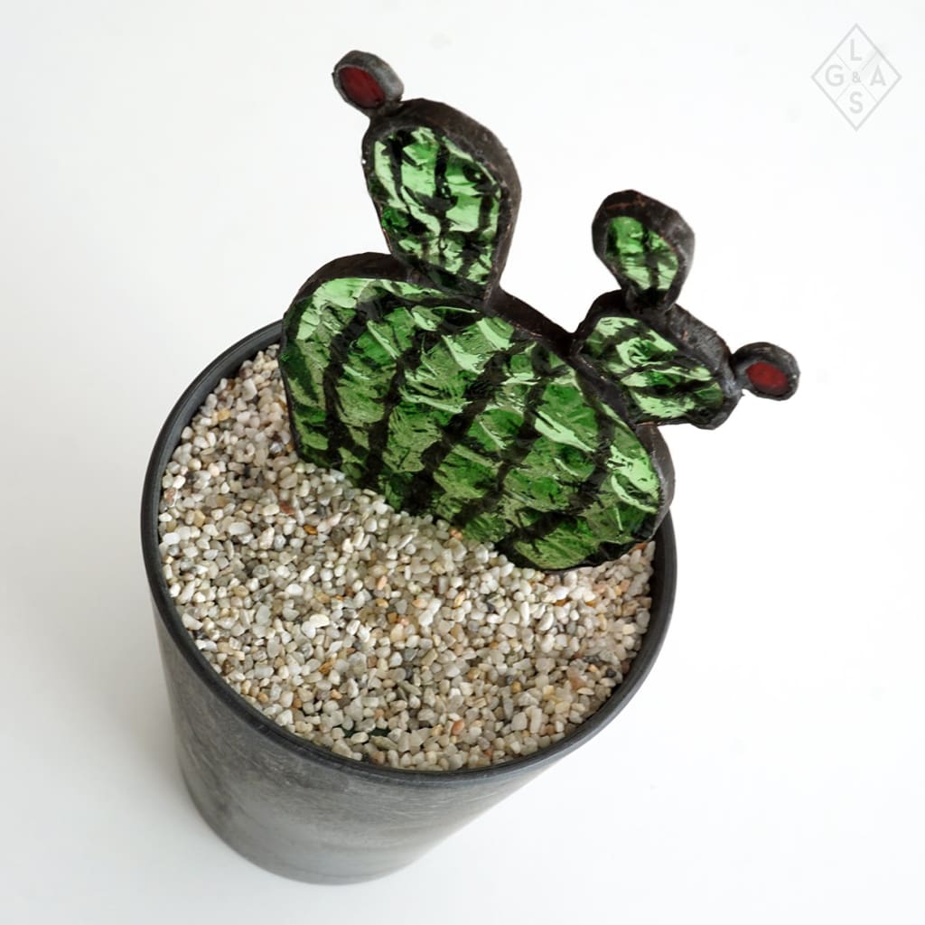 Cactus In Glas - Cactussen