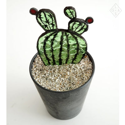Cactus In Glas - Euphorbia - Cactussen